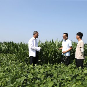 阜南縣大豆玉米帶狀復(fù)合種植長勢(shì)喜人